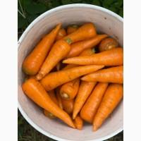 Продам морковь сорт Каспий