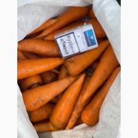 Продам морковь сорт Каспий