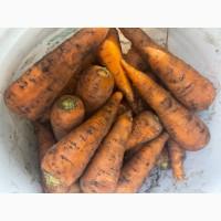 Продам морковь сорт Каспий