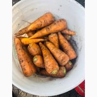 Продам морковь сорт Каспий