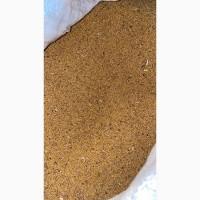 Гірчиця біла