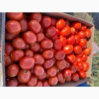 Продам товарный помидор сливка