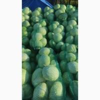 Продам капусту Агресор