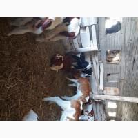 Продам телят красно рябих