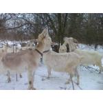 Козине козяче молоко домашнє найцілюще і органічне-їжа богів