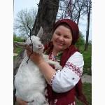 Козине козяче молоко домашнє найцілюще і органічне-їжа богів