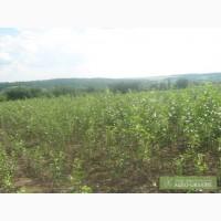 Терміново продам