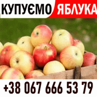 Купуємо постійно на сік яблоко ВАША ФУРА ! Дзвонити телефон на ФОТО !!! ВАШ ТРАНСПОРТ
