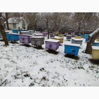 Продам пасіку бджолосім`ї, бджолопакети, вулики