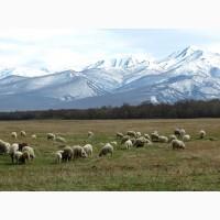 Продам живых овец от производителя от 100 голов