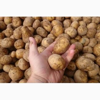 Оптовий продаж посадкової картоплі, Вінницька область