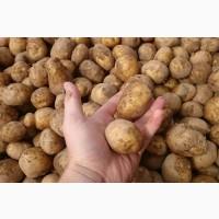 Оптовий продаж посадкової картоплі, Вінницька область