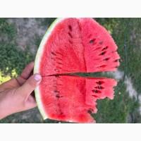 Продам кавун Талісман/Карістан