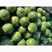 Продам кавун Талісман/Карістан