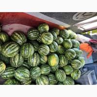 Продам кавун Талісман/Карістан