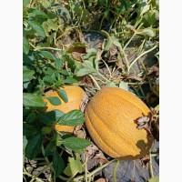 Продам диню ефіопку