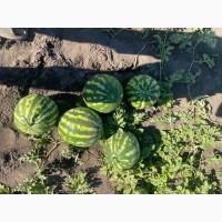 Кавун Ау продюсер 3-4 кг друга катка