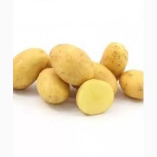 Посадкова картопля Гранада Полтавська область купити якісну, роздріб від 10 кг