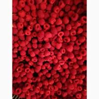 Куплю свіжу малину для заморозки