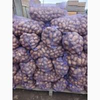 Продам картоплю оптом