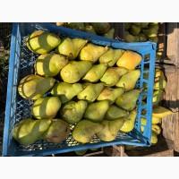 Продам грушу ноябирська