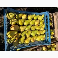 Продам грушу ноябирська