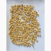 Фермер продає гуртом фуражну сою не ГМО від 22/т