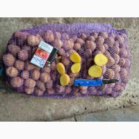 Продам насіннєву картоплю сорту Рів’єра - оптом від 10 тонн