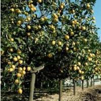 Купимо апельсини, мандарини, лимони від 10 т з орієнтиром на свіжий ринок