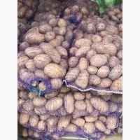 Реалізуємо товарну картоплю сорту Королева Анна від 20 тонн