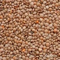 Насіння сочевиці (Максим)- свіже, чисте, урожай 2025 року (фасування 10/25 кг, великий опт