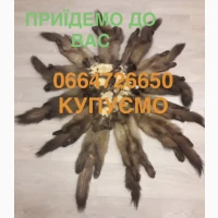 Шкіри куниць купуємо по усій Україні