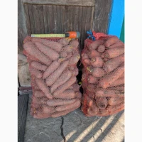 Продам товарну моркву. Сорт Болівар