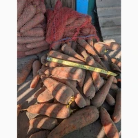 Продам товарну моркву. Сорт Болівар