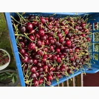 Продам черешні