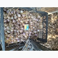 Продам однозубку часника