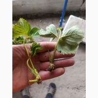 Продам вуса полуниці сорту Румба