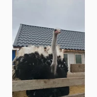 Продам страуса