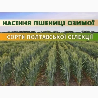 Насіння пшениці озимої ПС Магдалинівка еліта