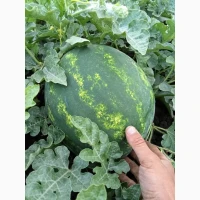Продам кавун арбуз