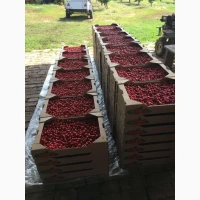 Продам кизил