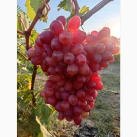 Продам виноград столових сортів гурт Запоріжжя