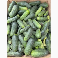 Продам Огірок польовий Оптом