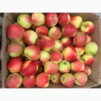 Продам яблука вищого гатунку, калібр від 7-7.5