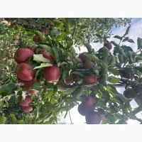 Продам яблука вищого гатунку, калібр від 7-7.5