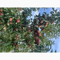 Продам яблука вищого гатунку, калібр від 7-7.5