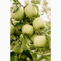 Продам яблука вищого гатунку, калібр від 7-7.5