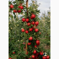 Продам яблука вищого гатунку, калібр від 7-7.5