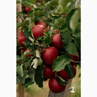 Продам яблука вищого гатунку, калібр від 7-7.5