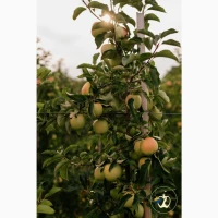 Продам яблука вищого гатунку, калібр від 7-7.5